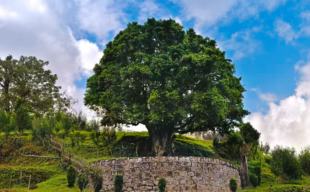 Ancient tea tree photographed in Lincang, Yunnan