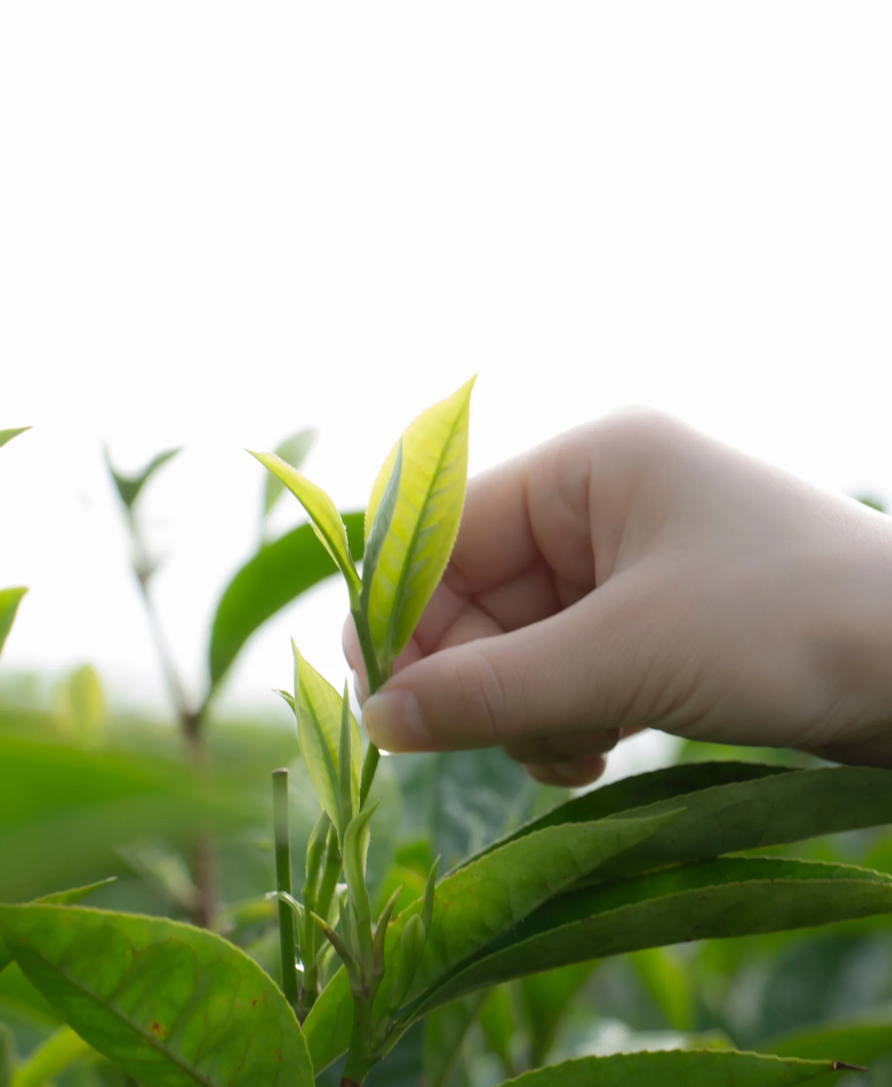 Tea leaves being hand-picked in Yunnan, China